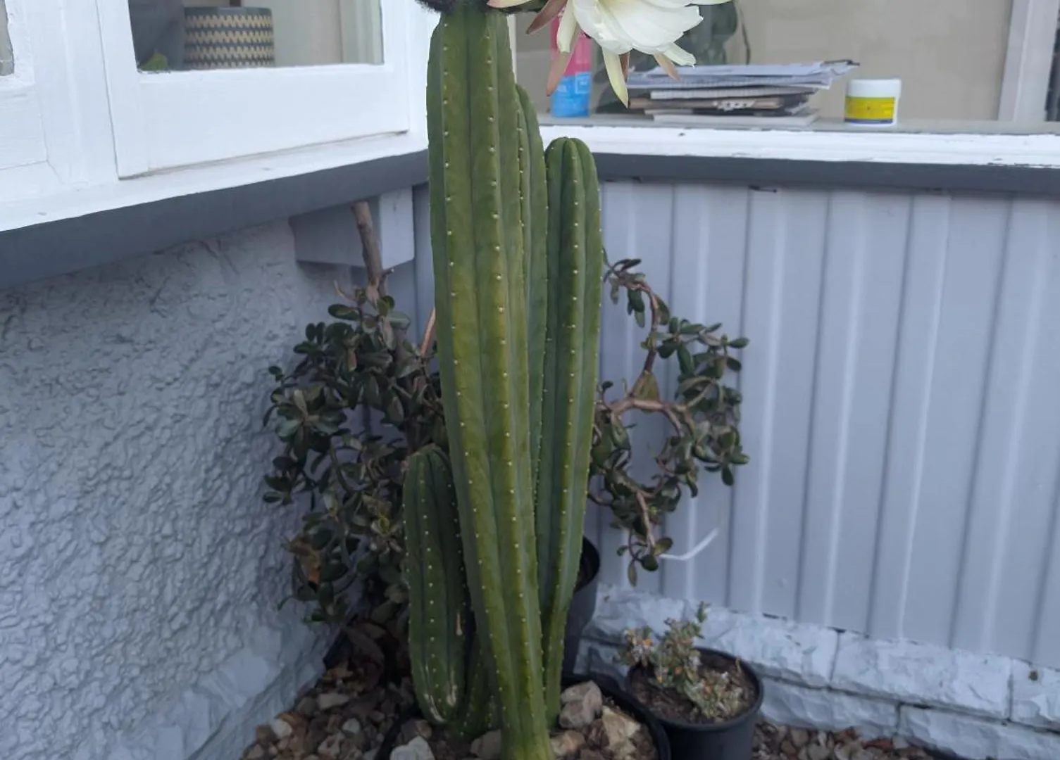 Homestay Hammersley Homestead Christchurch New Zealand